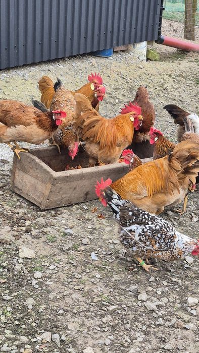 Włoszki jajka lęgowe jaja włoszki