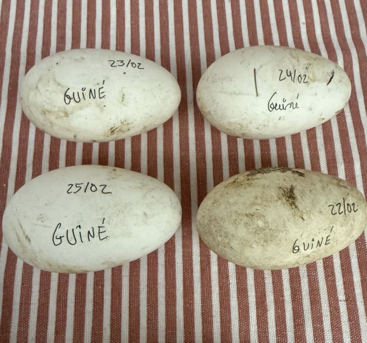 Tenho para venda ovos galados de peru/fracas/gansos