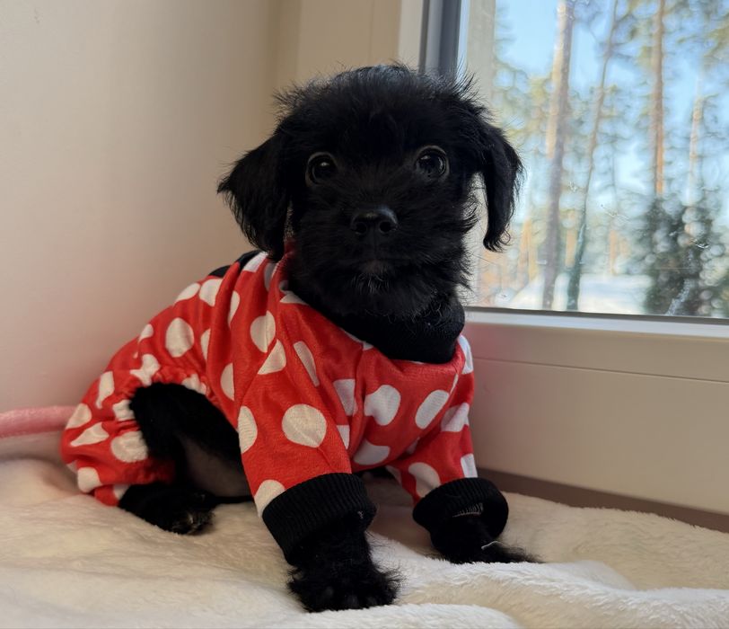 Мальтипу  F1-  Зимой теплее когда рядом  щенок