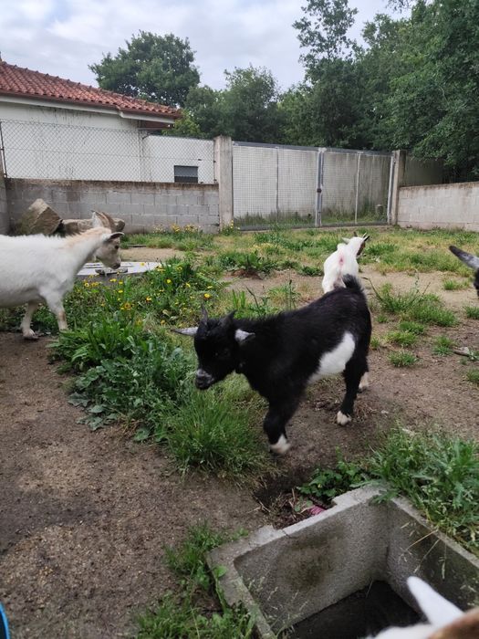 Cabritos anoes 4 Mese