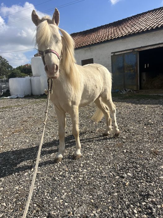 Ponei mini cavalinho fallabela