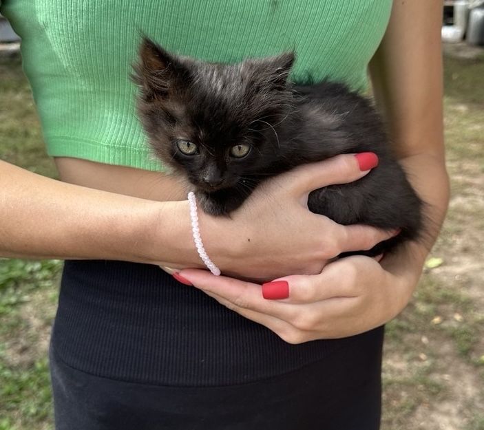 Кошенятка віддам безкоштовно