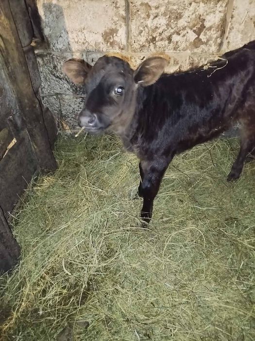 Продам теличка 20 днів