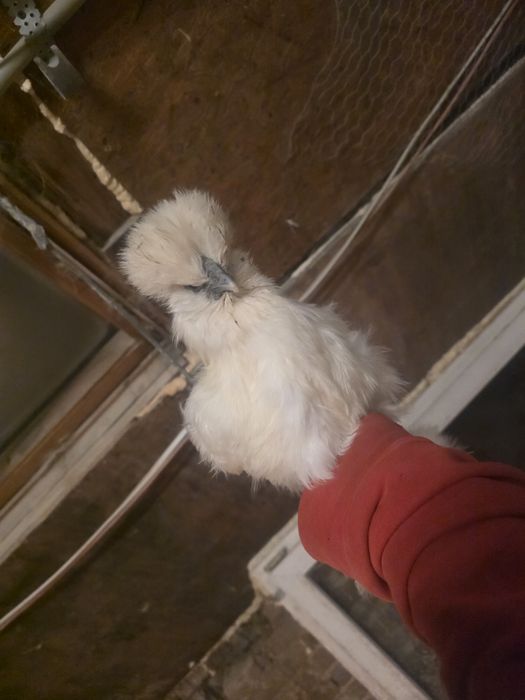 Kury rose kury silki kury araukany naturalne ekologiczne kury