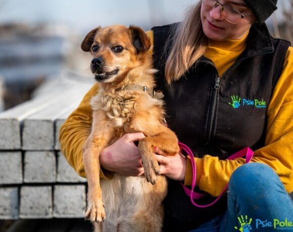 Miły, kochany piesek BALONIK rozgląda sie za domkiem!
