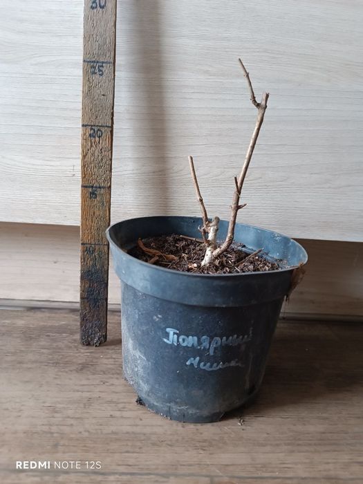 Гортензия метельчатая Цветущая С1. Ванила, Мельба, Медведь