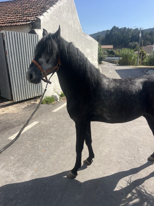 Duplo ponei castrado 1,40