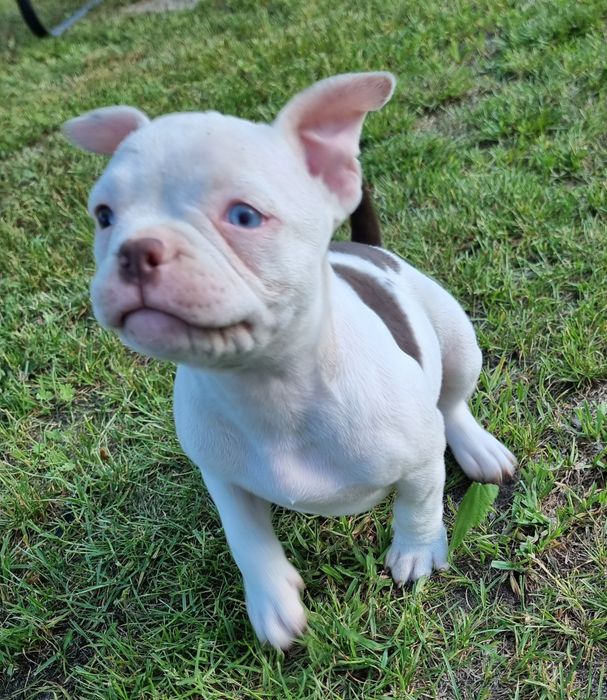 Śliczny American Bully