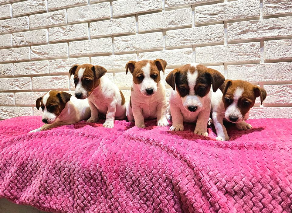Jack russell terrier- śliczne