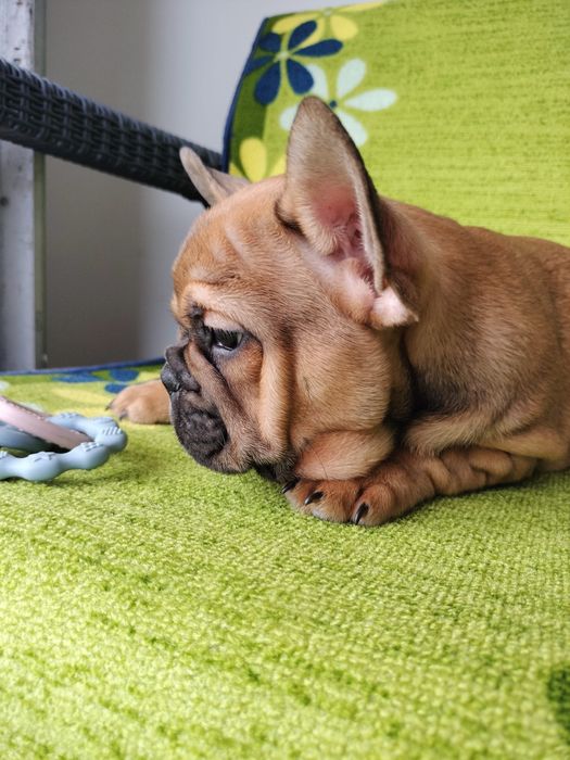 Bulldog frances fawn exotico macho