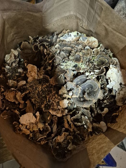 300 g wrośniaka suszonego