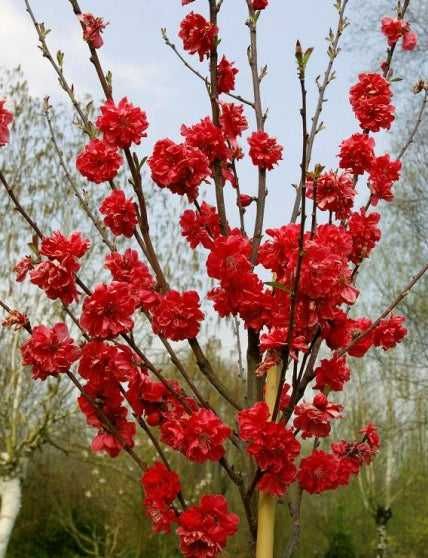 Brzoskwinia ozdobna "Taoflora", duże drzewka XXL, unikat!