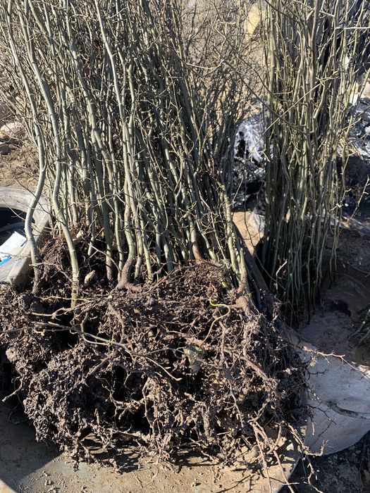 Сажанці  граба від 40 см до 2.5 м