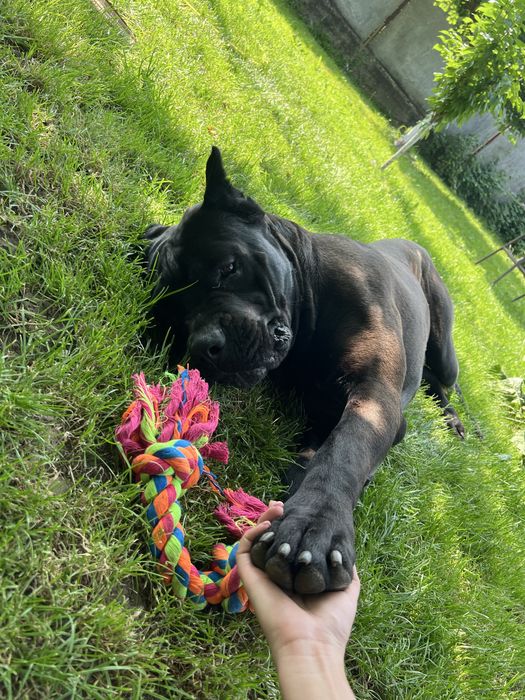 Кане корсо вязка