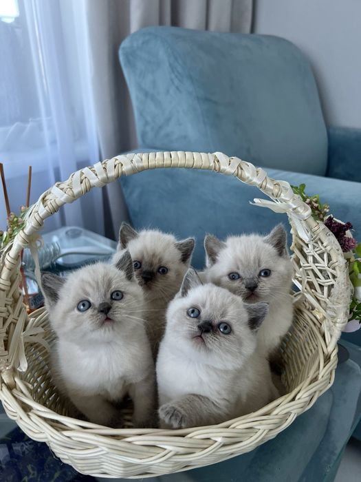 В'язка     котів