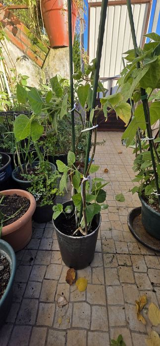 Planta de Physalis