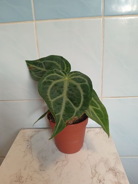 Антуриум Magnificum