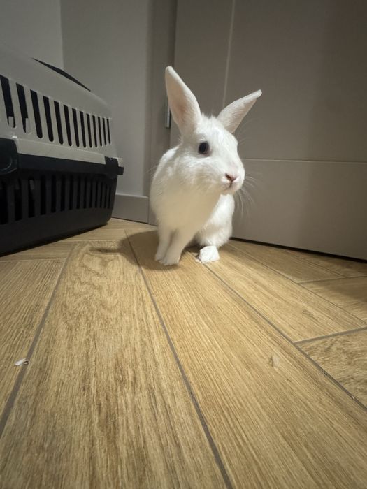 Krolik +skladana klatka