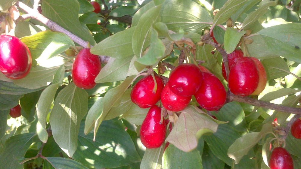 Продам саженцы кизила
