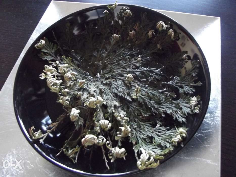 A Rosa de Jericó - Planta da sorte