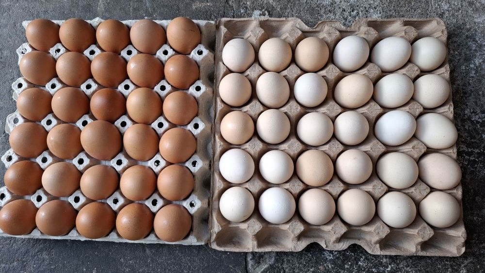 Jajka wiejskie transport hurt