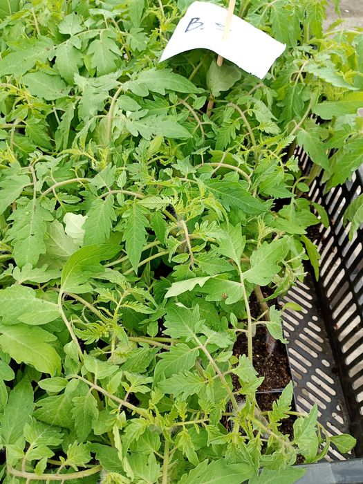 Rozsada sadzonki pomidora,pomidory