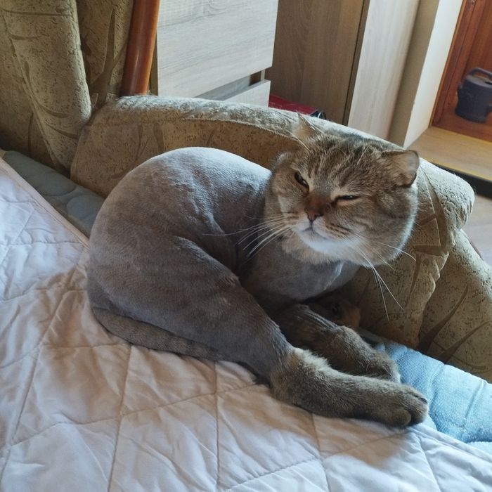 Котёнок Котик , шотландец, 3 года