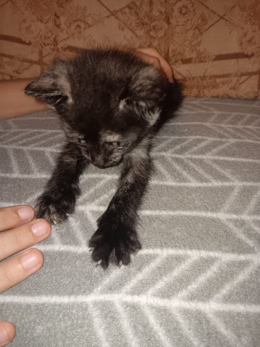 Adoção responsável – 4 gatinhos com 2 meses