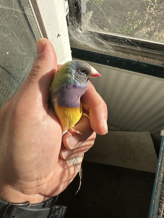 Diamantes gould machos