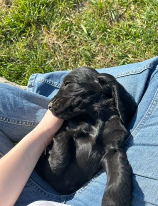 Cocker spaniel angielski