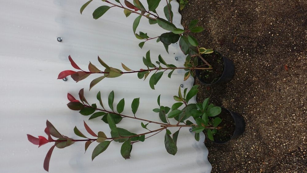 Photinias para sebes