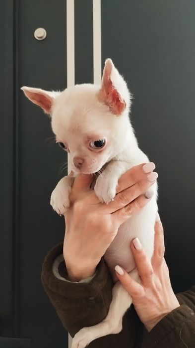 Chihuahua miniatura, cabeça de maçã.