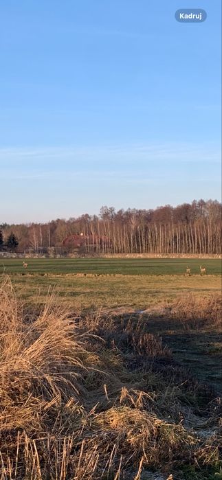 Działka budowlana blisko jeziora Strykowskiego i lasu Januszewice - Widok 3