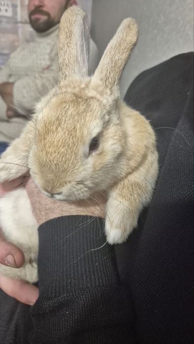 Кролик декоративний дівчивчинка Луна