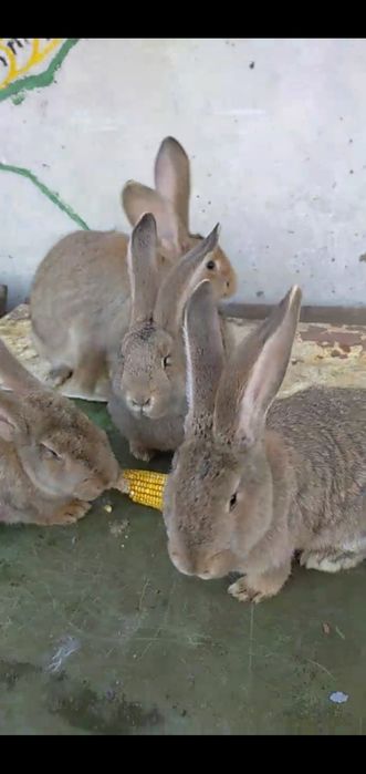 Прод/обмін на ячмінь, овес  бельгійці кролики,кролі,крілики, кітні са