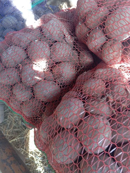 Продам насіння картоплі