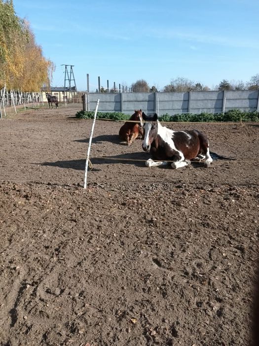 Pensjonat hotel dla koni. Wolny boks