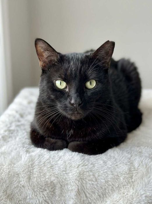 Setúbal / Margem Sul / Lisboa — BLACK, gatinho para adoção