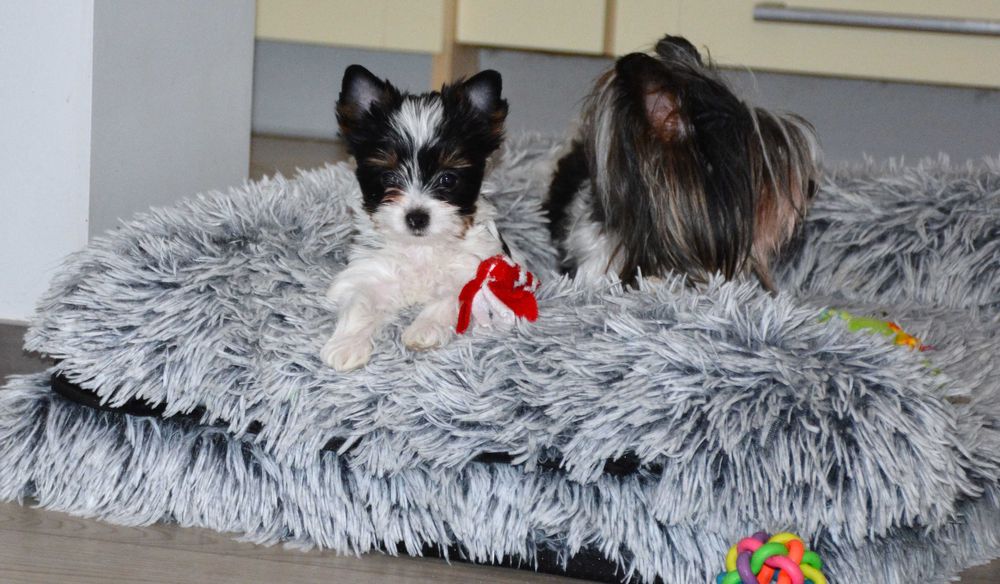 Yorkshire Terrier Biewer sunia