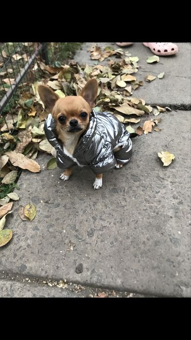 Продам,чіхуахуа .