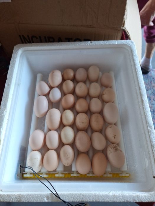 Vendo ovos galados de gersey gigante