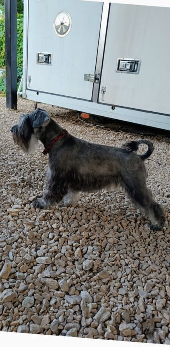 Sznaucer miniaturowy