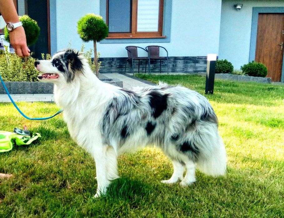 border collie blue merle FCI do dogoterapii