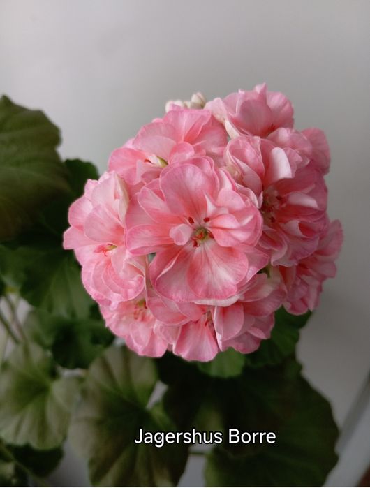 Сортові пеларгонії