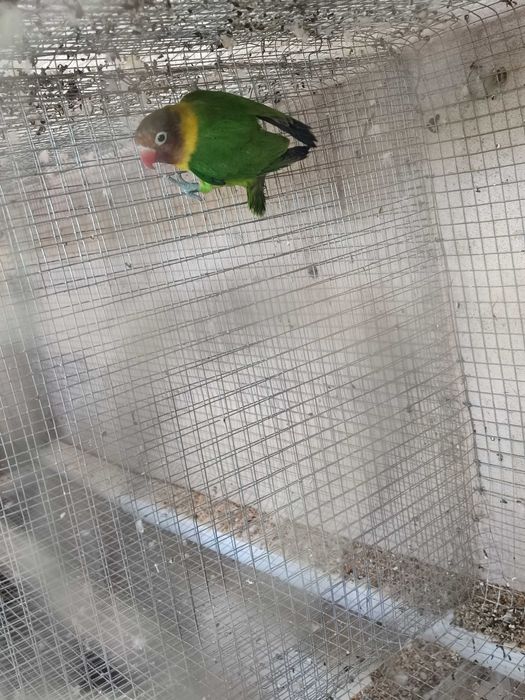 Agapórni personata 2025