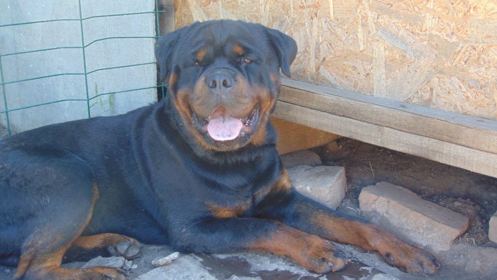 Ротвейлер вязка 4000 грн