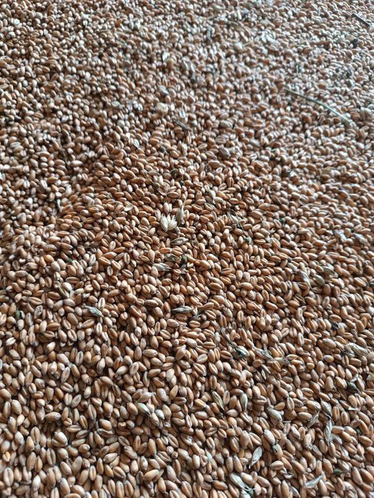 Продам пшеницю , ячмінь