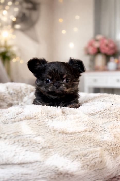 Chihuahua xxs !Gotowy do Odbioru!