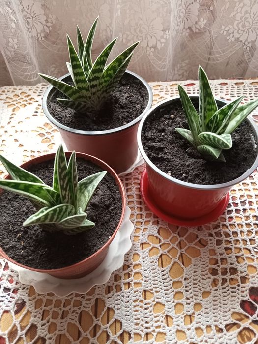 Акція!Алоє декоративне,тигрове