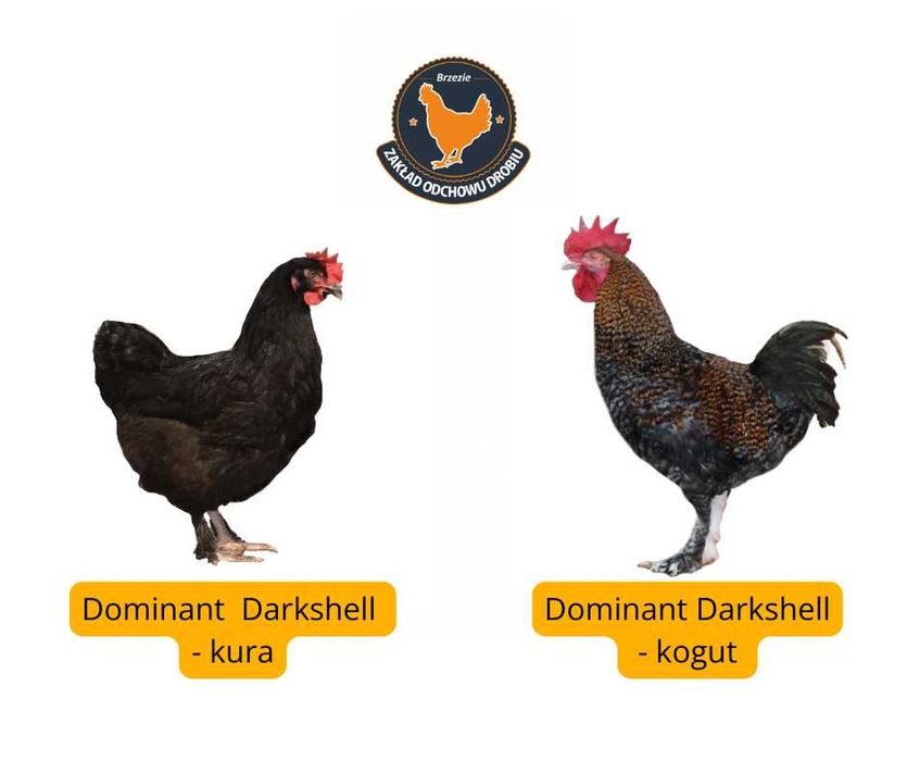 Kury, Kurczęta odchowane - 18 tygodni